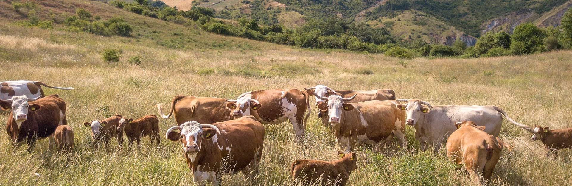 chisiamobannerdesktop - 1